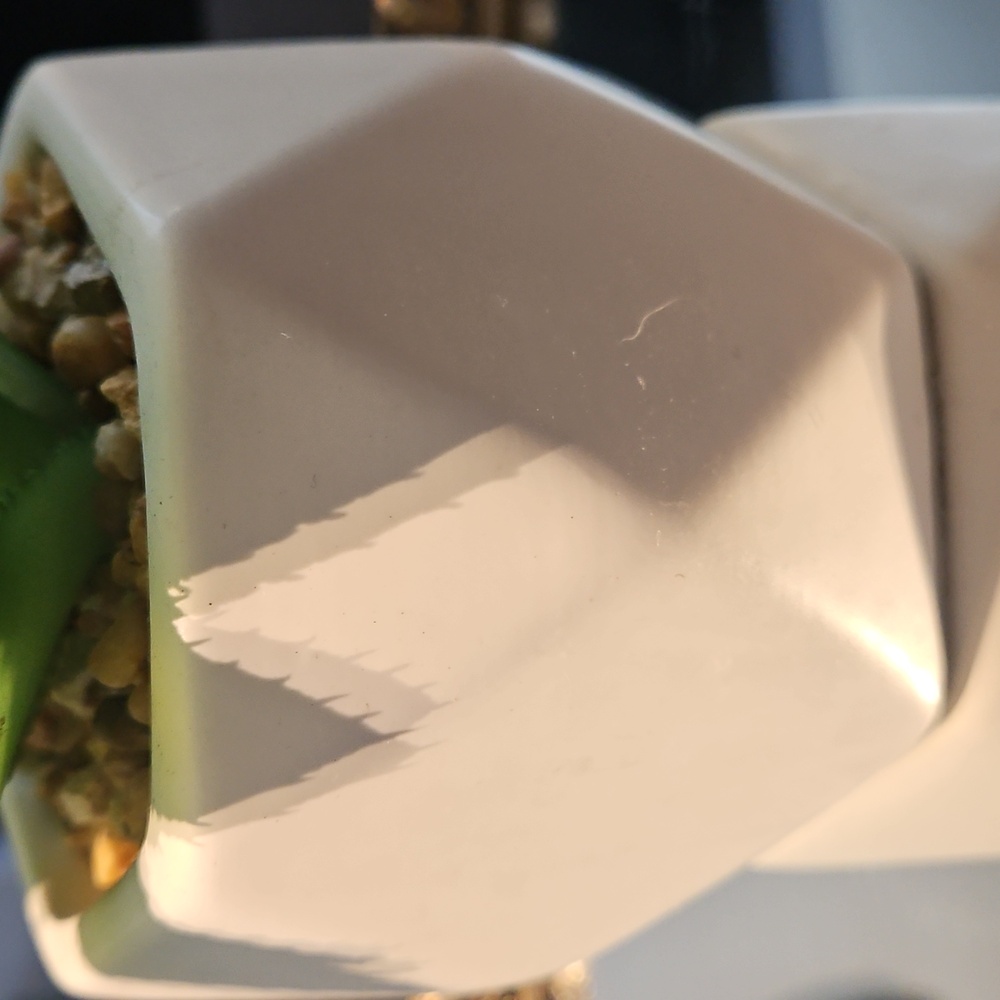 Modern White Planter with Green Succulent - Picture 3 of 3